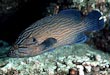  Blue line Grouper